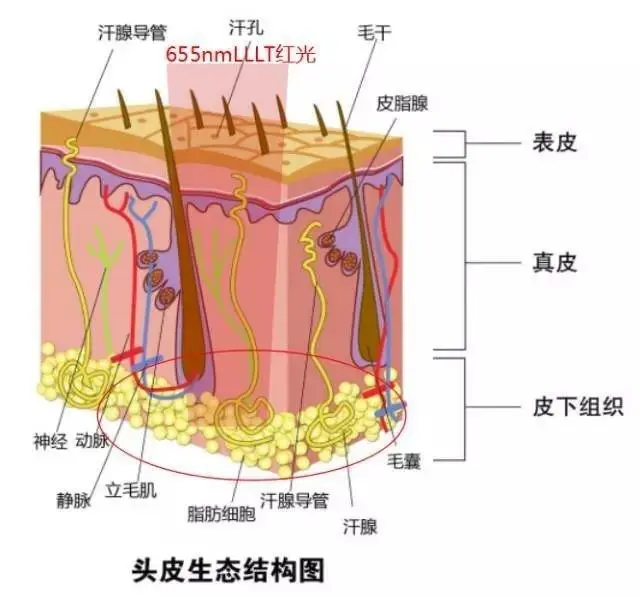 最有效的生发产品