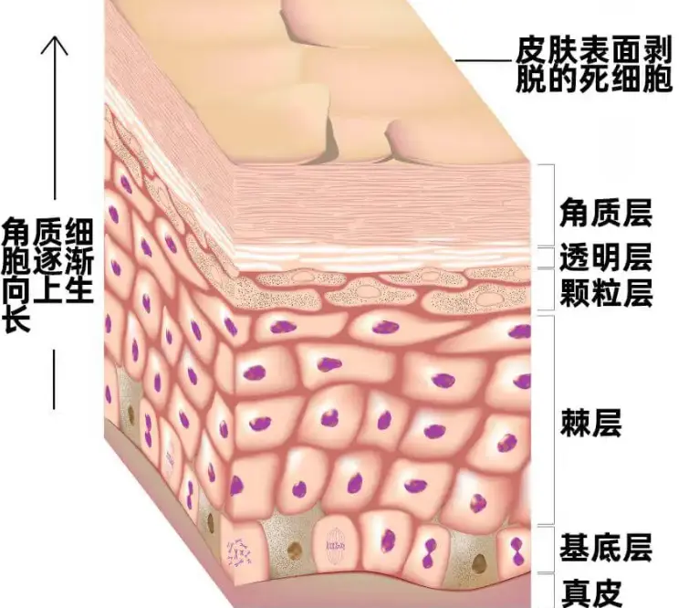 化妆品公司生产基地