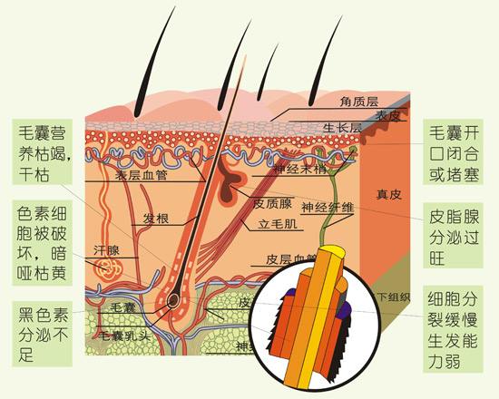 防脱育发产品