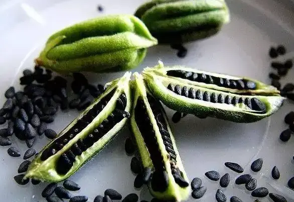  最有效的生发产品