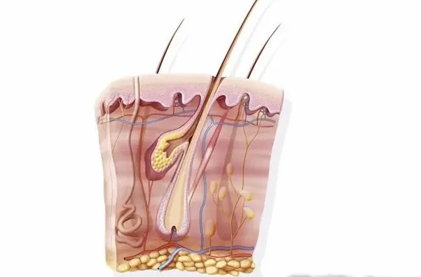 最有效防脱育发产品