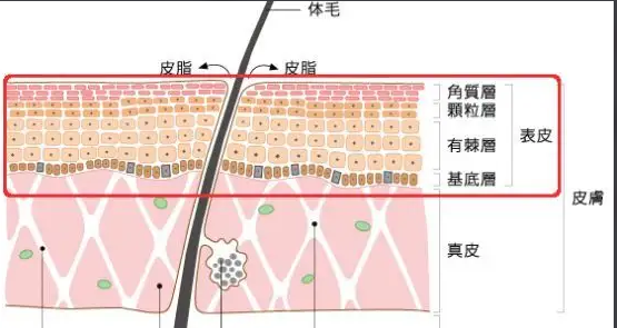 育发效果最好的产品