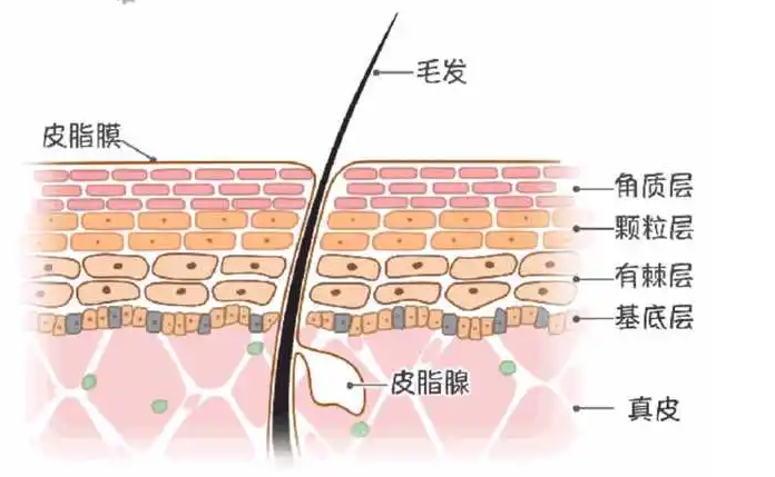 排名第一的防脱生发