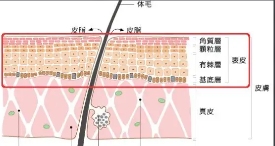 什么生发产品效果最好