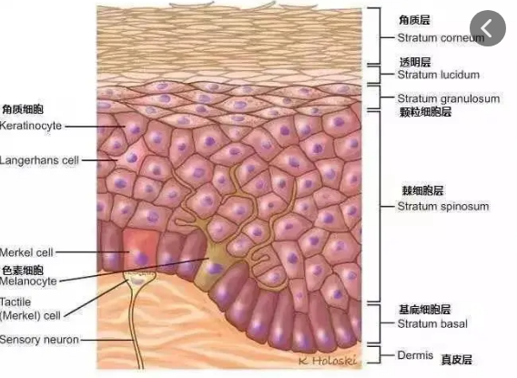 出口化妆品代加工