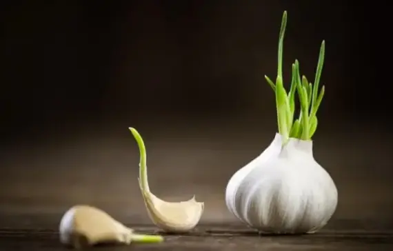  防脱育发液oem定制