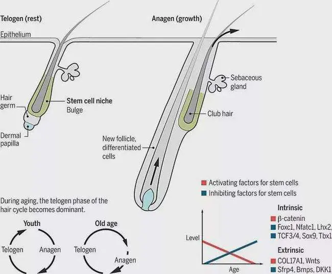 广东生产化妆品公司