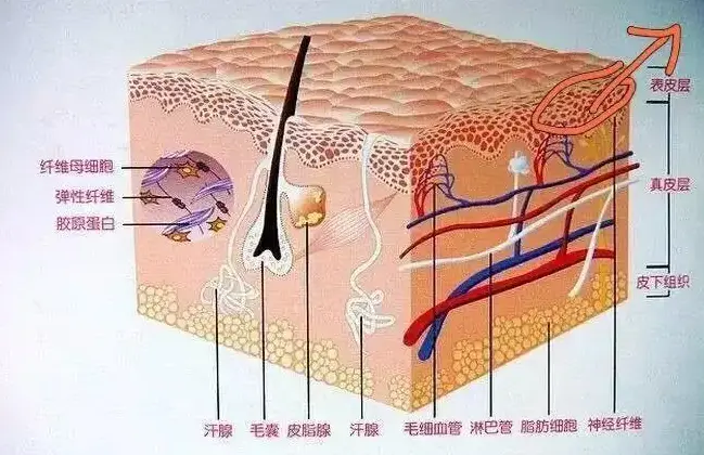如何让头发变多变浓密