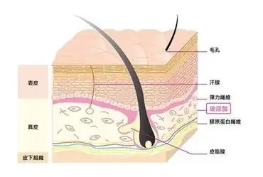 见效快的生发产品