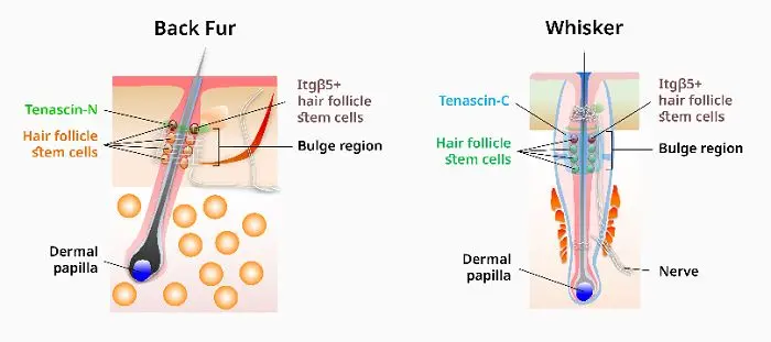 化妆品厂商哪家好