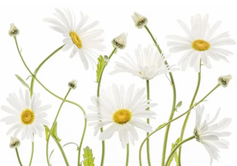 贴牌化妆品厂家