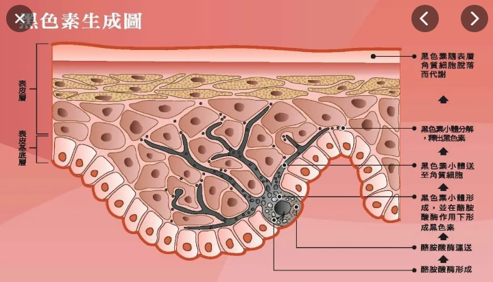 化妆品的oem价格