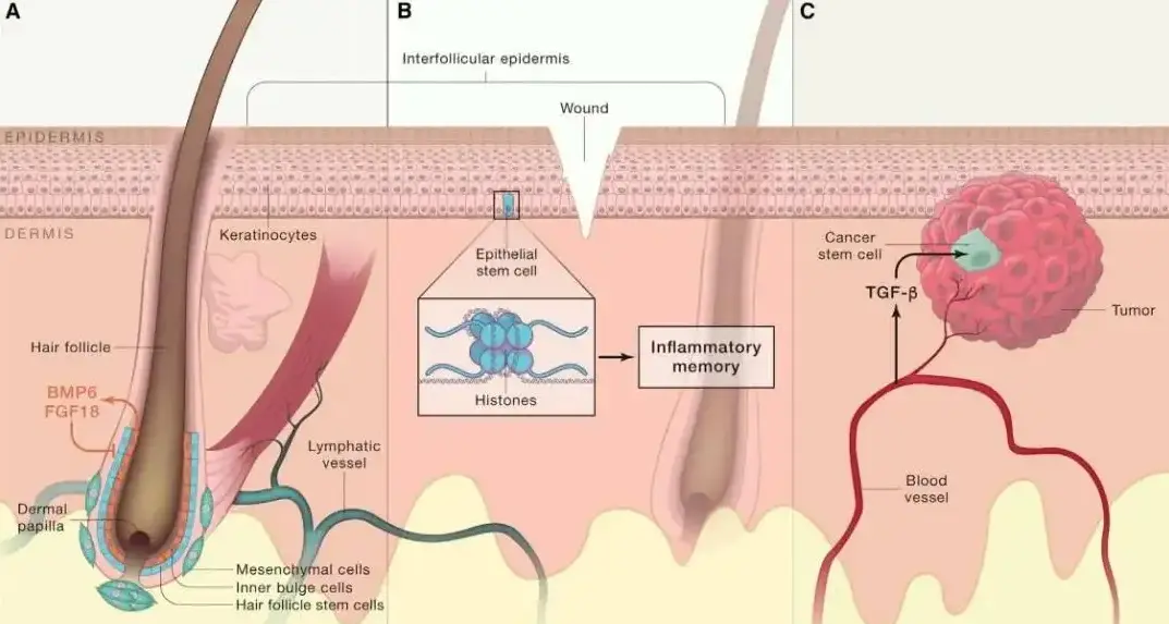 草本防脱育发液oem