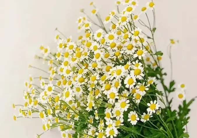 加工制造化妆品