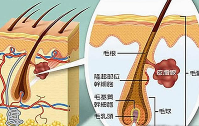 增粗生发液定制