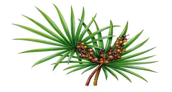 植物的生发产品