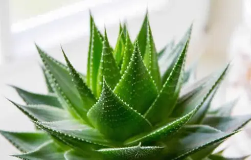 比较好的生发产品