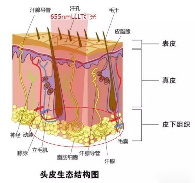 育发液密发生发剂