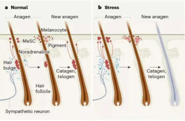 头发护理生发产品