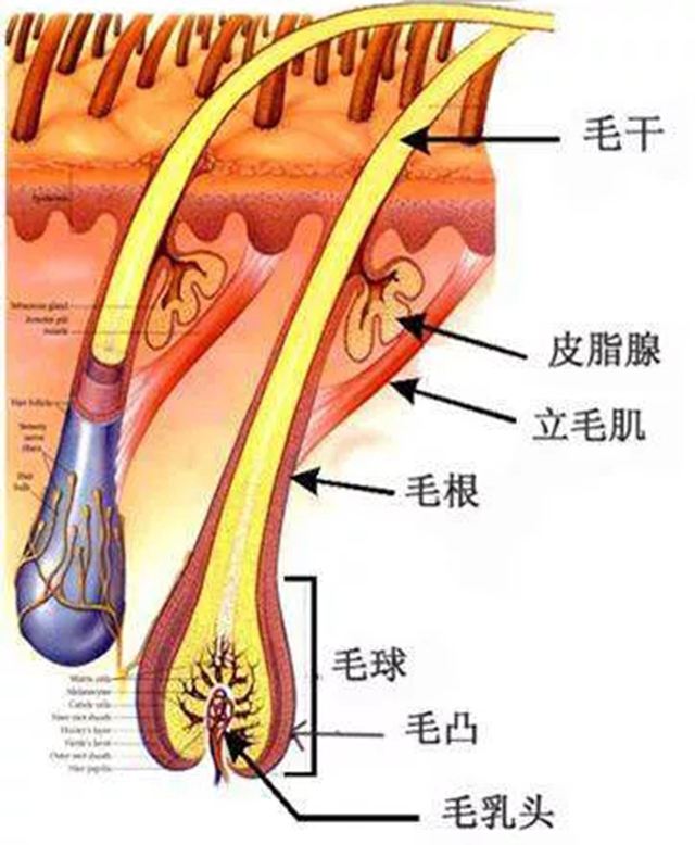 如何长出浓密的头发