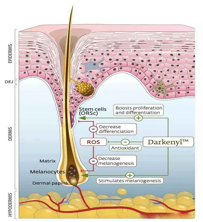  生发育发防脱正品有效的产品
