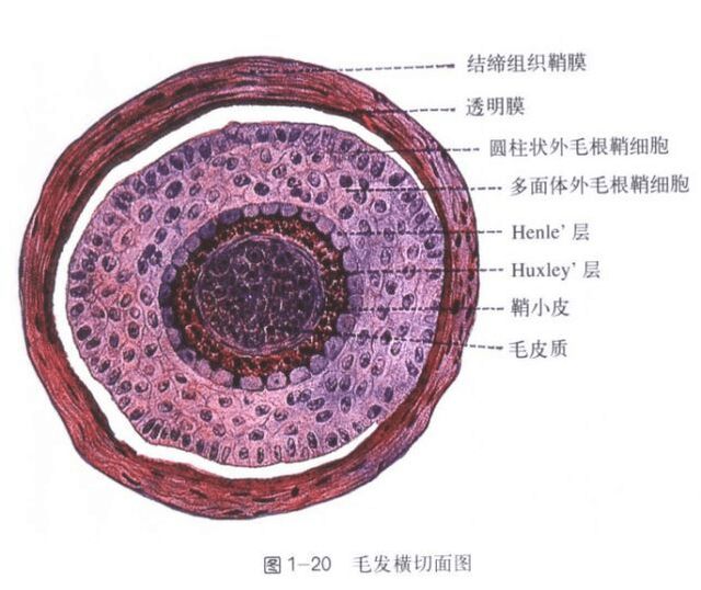 哪款生发液效果好