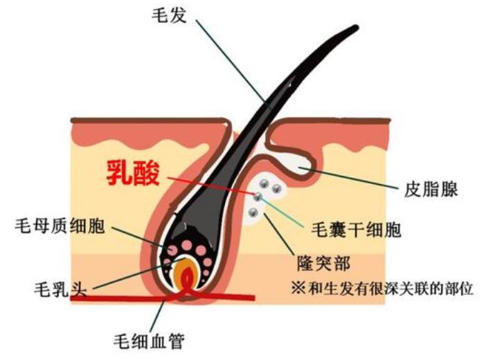 如何长出浓密的头发