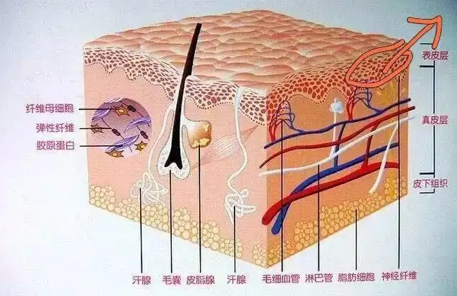 生发水育发液厂家