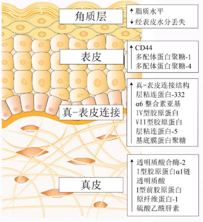化妆品oem代加工厂