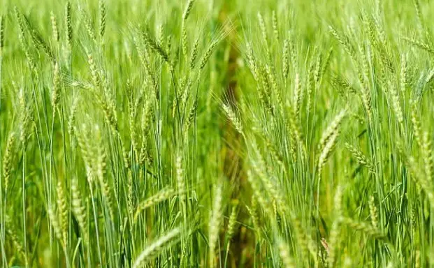 化妆品厂家生产加工