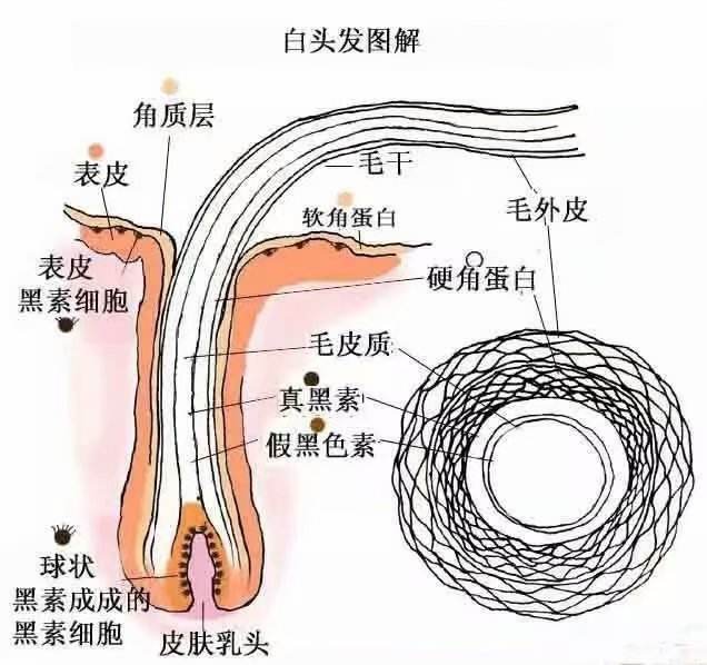 生发产品生产厂家