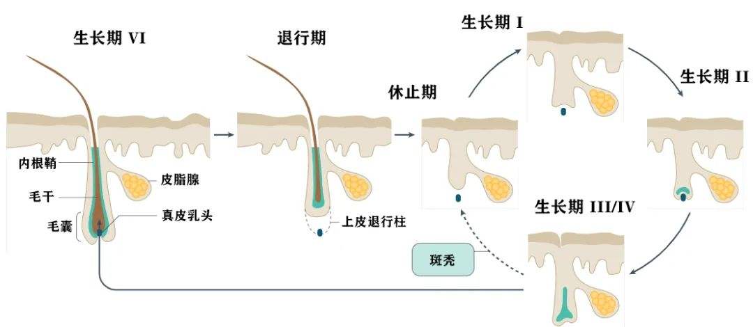 防脱育发生产厂
