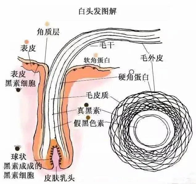  防脱育发生产厂