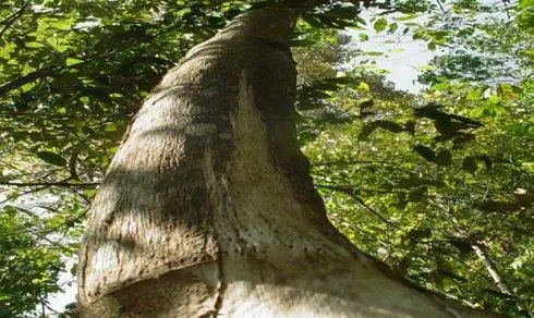 沉香护肤品代加工