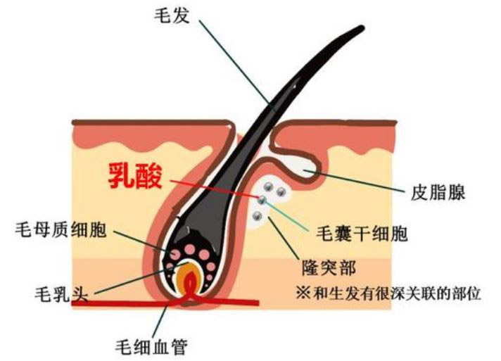 生发厂家