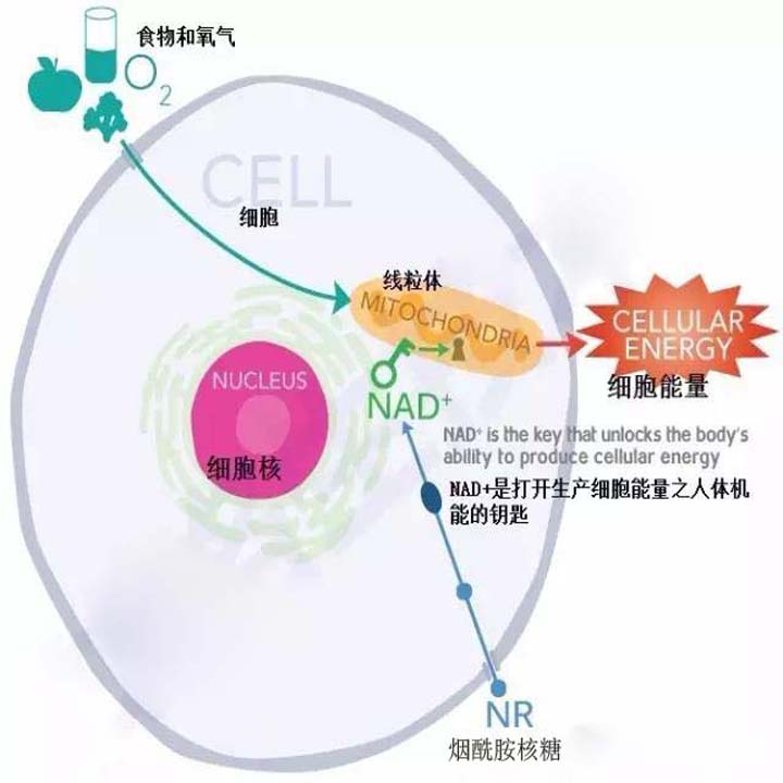 贴牌加工化妆品厂家