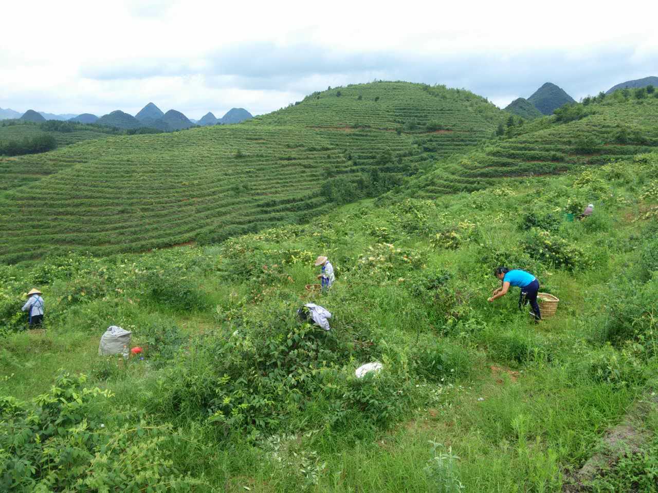 首页 走进百灵 药材基地 2,山银花药材规范化推广种植基地 位于贵州省