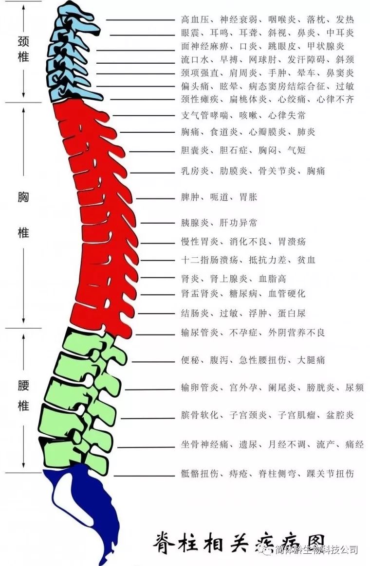第一节颈椎位置图片图片