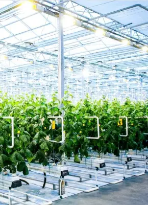 Hydroponics led driver