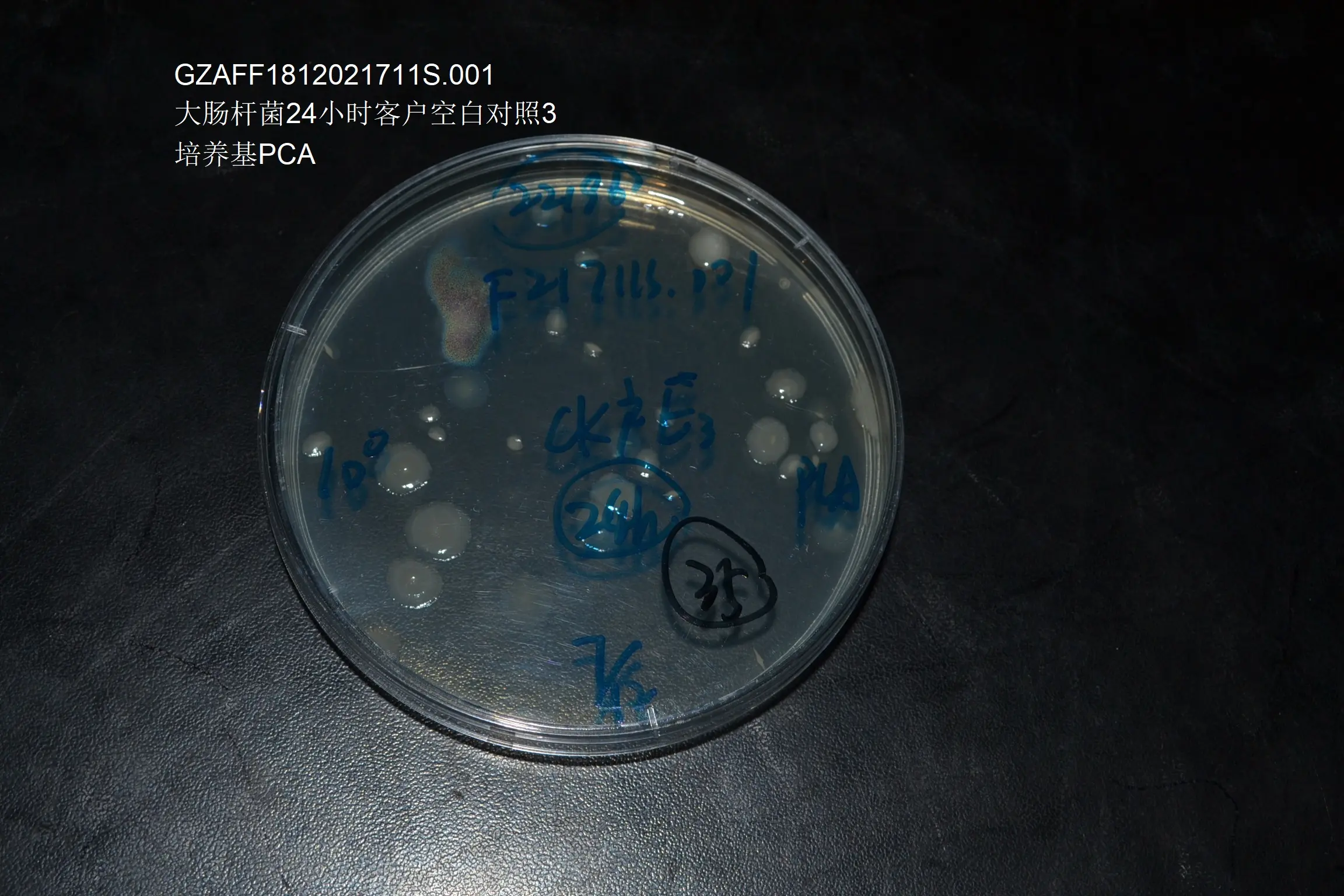 大肠杆菌24小时客户对照E3.0次方