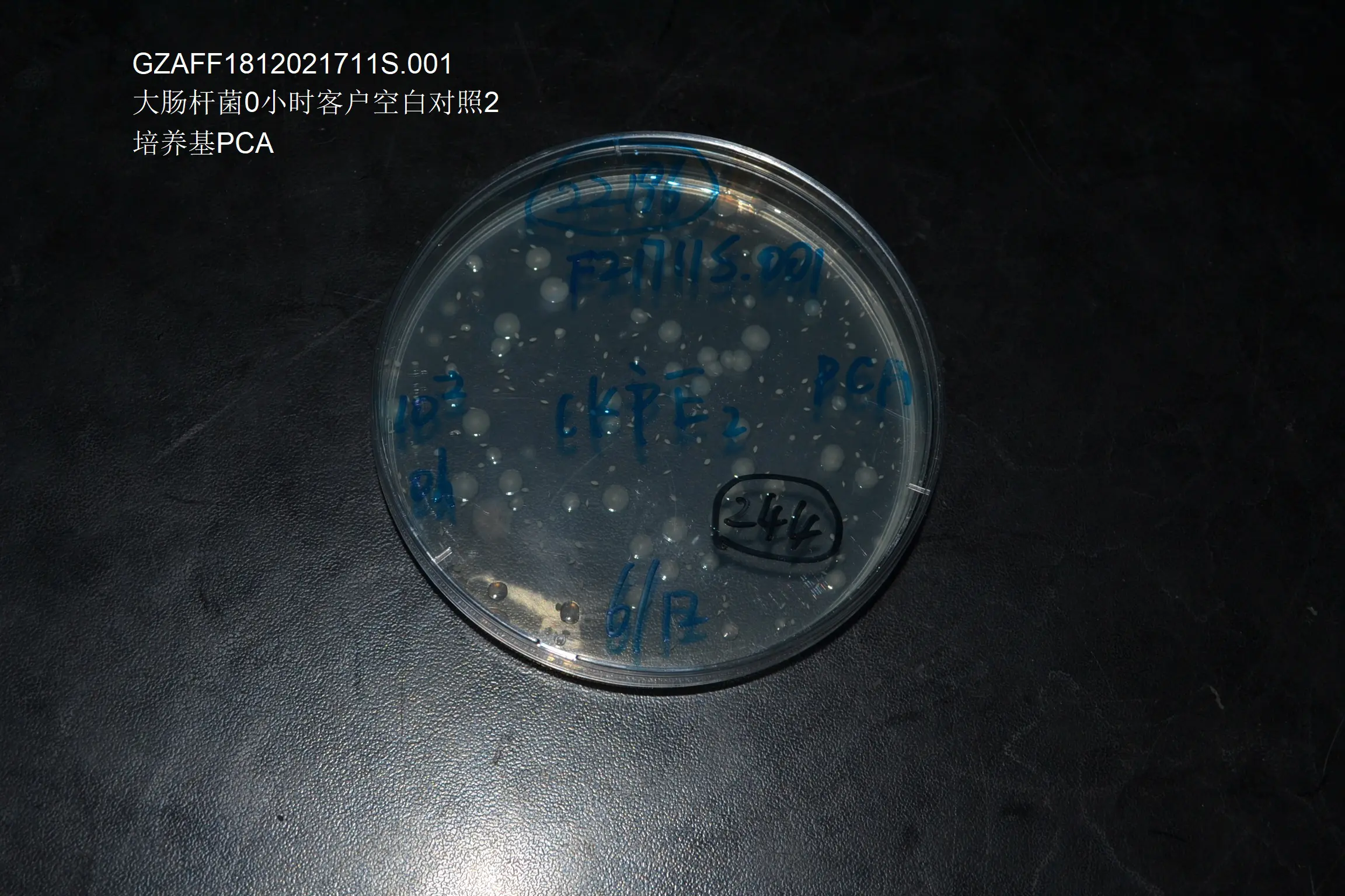 大肠杆菌0小时客户空白对照