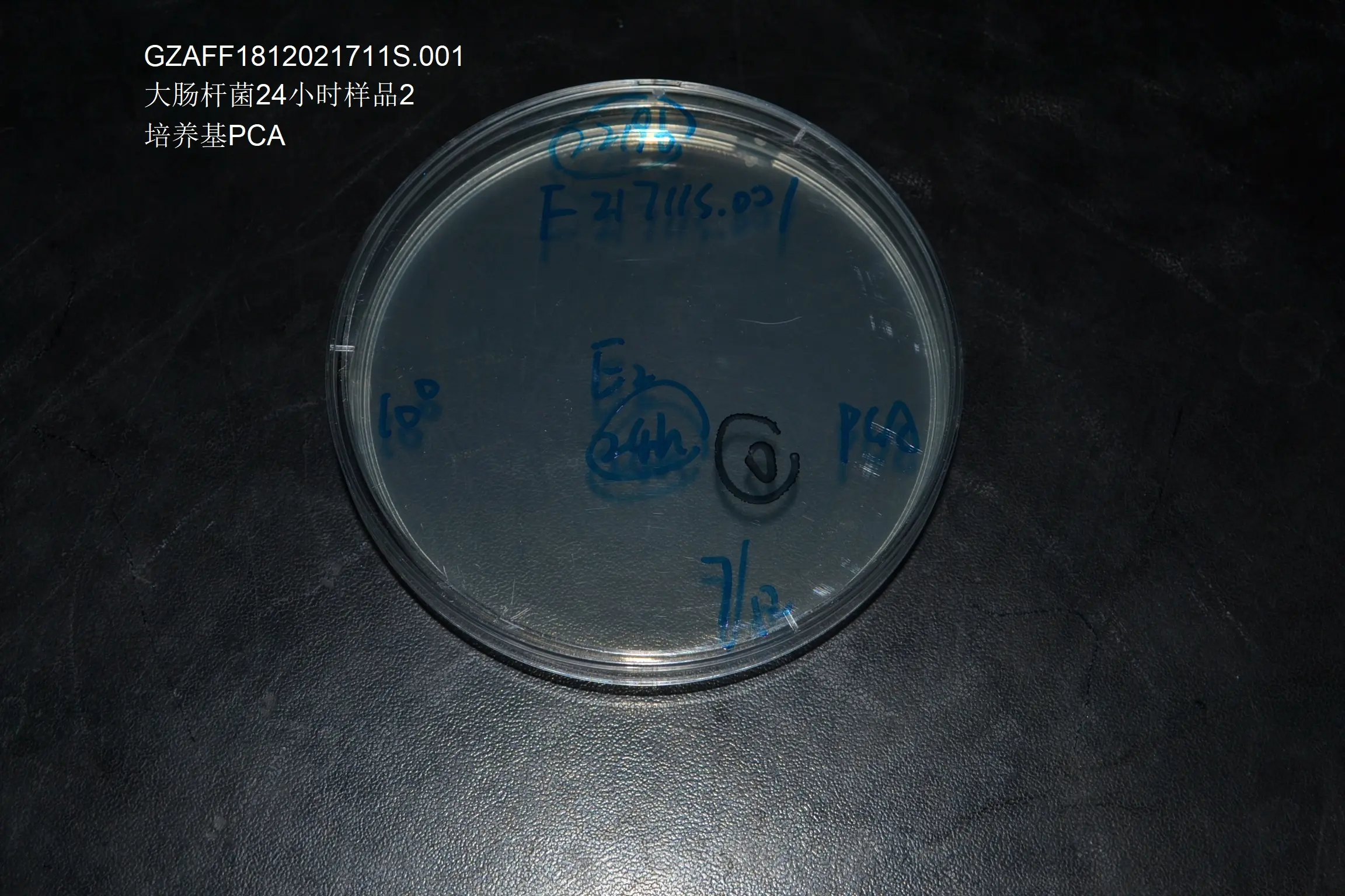大肠杆菌24小时样品E2