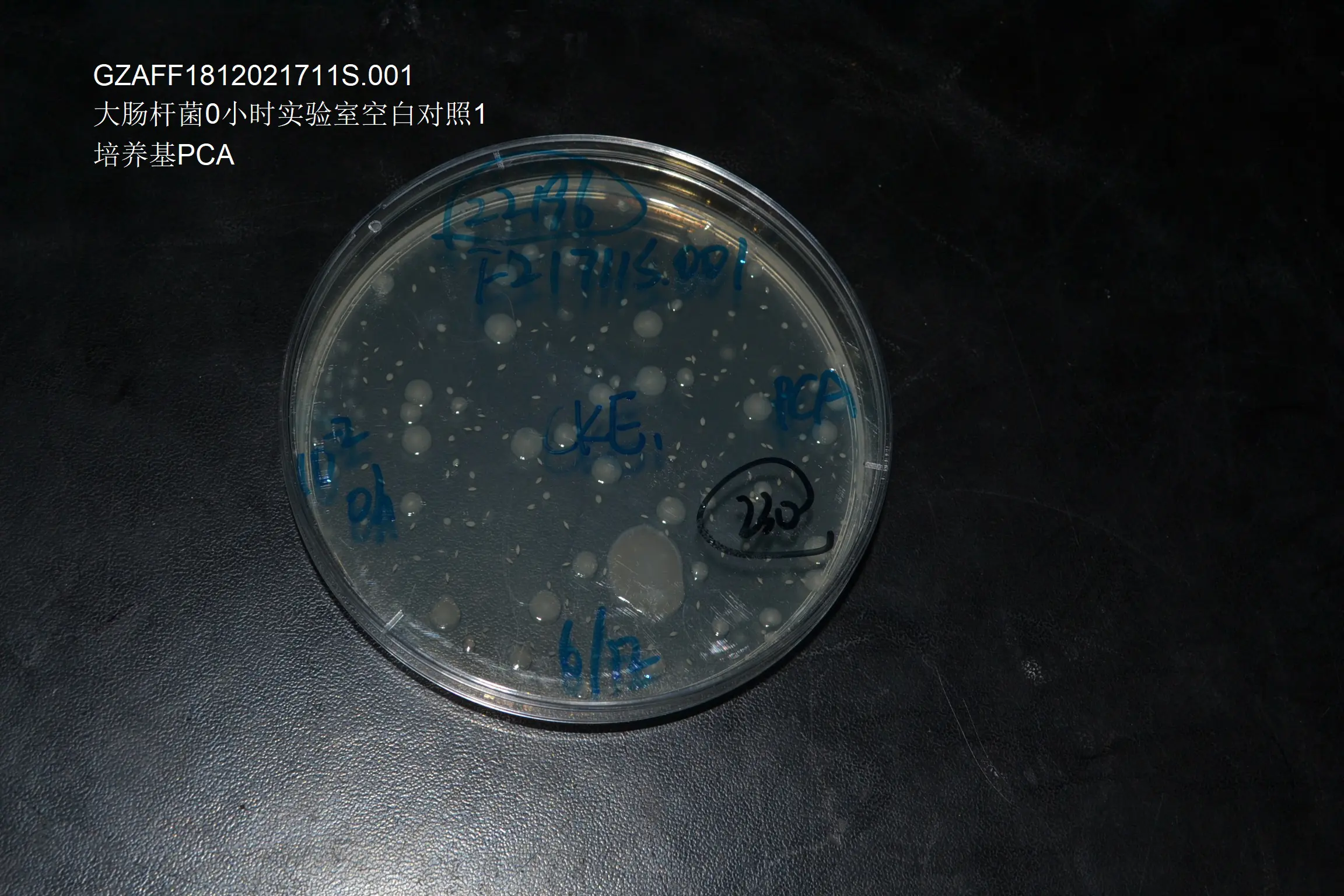 大肠杆菌0小时实验室空白对照