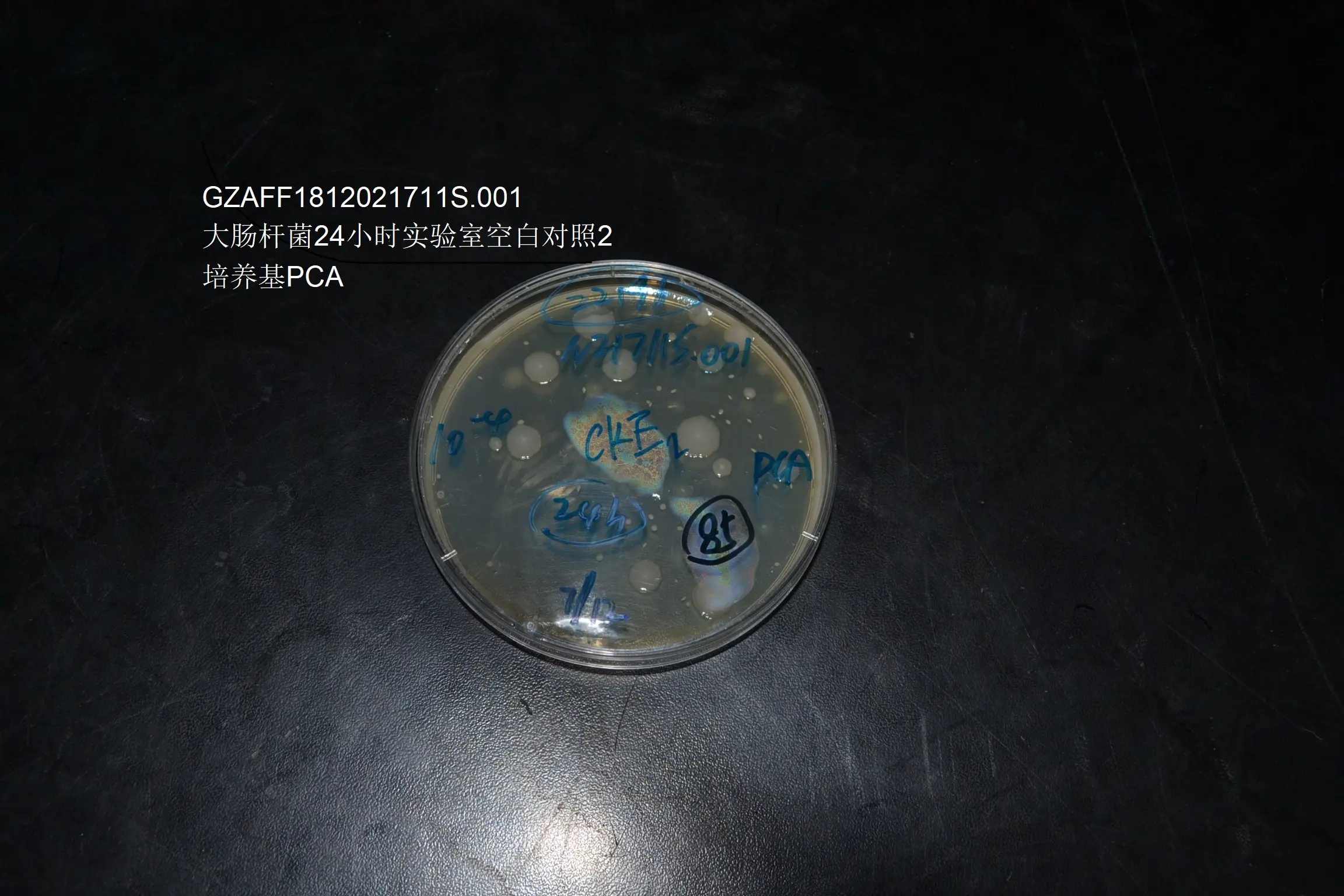 大肠杆菌24小时实验室空白对照E2