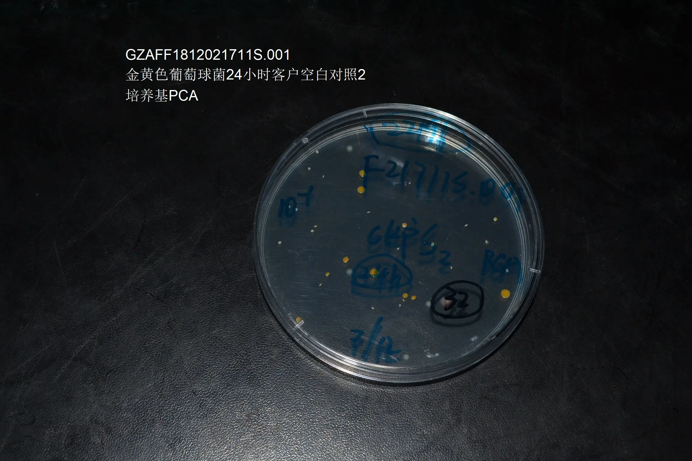 金黄色葡萄球菌24时客户空白对照S1