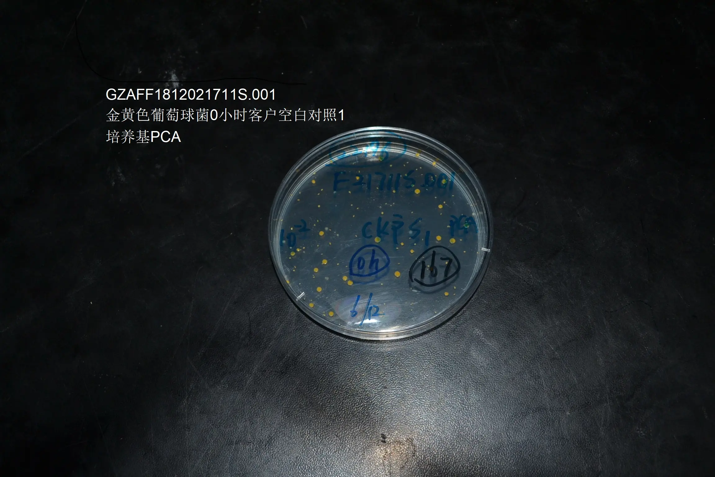 金黄色葡萄球菌0小时客户空白对照S1