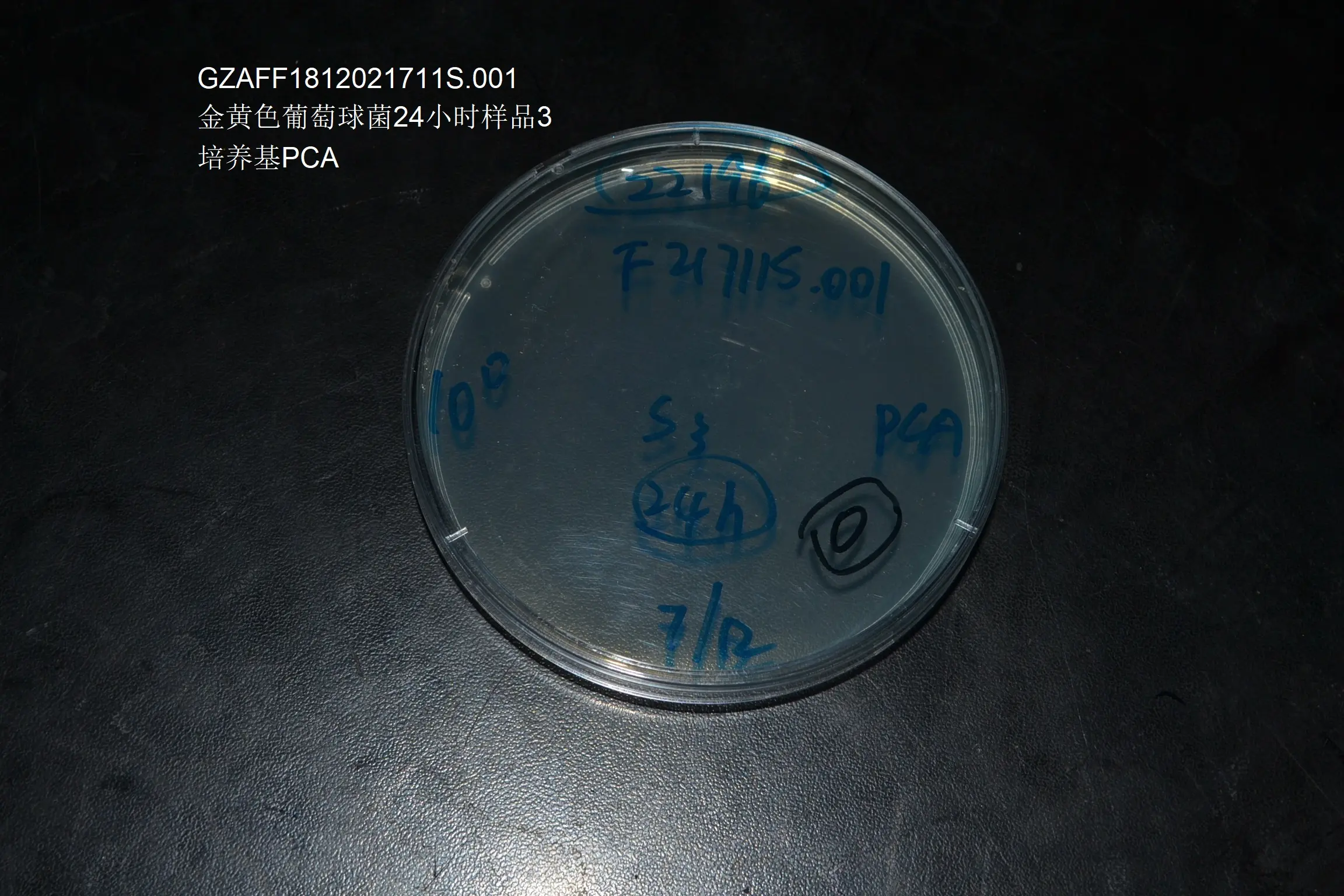 金黄色葡萄球菌24时样品S1 