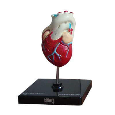 EP-445 Heart Model