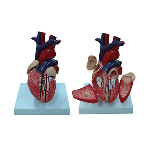  EP-876 Heart Model