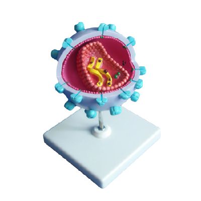 EP-1273 HIV model